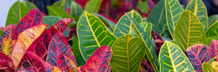 green and red closeup croton plant view  panorama