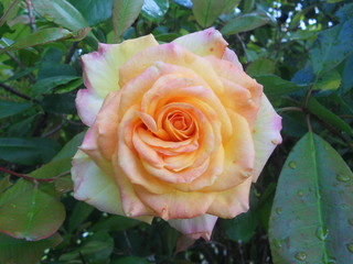 Yellow Rose
