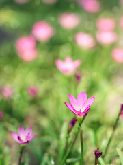 Fototapeta premium Abstract pink flower natural background.