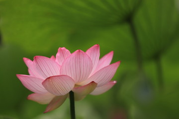 Obraz premium 大きな葉っぱの中で輝くハスの花