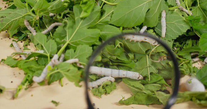 Close up silkworms on green leaf