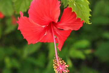 red hibiscus flower in garden