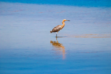 Reddish Heron at JN Ding Darling National Wildlife Reserve