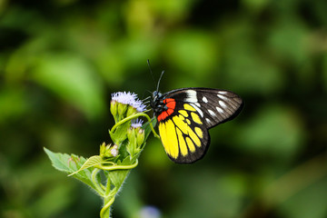 butterfly on flower