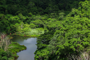 Scenery Upstream forest at Chulabhorn Dam, Chaiyaphum Province, Thailand