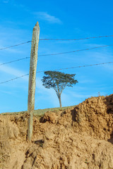 &Aacute;rvore no barranco