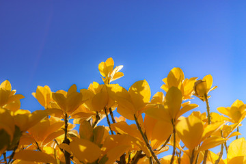 yellow leaves against blue sky
