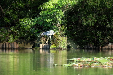 見沼自然公園の青鷺