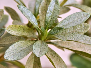 Photo of a plant taken in a garden at Brazil.
