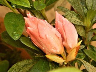 Photo of a flower taken in a garden at Brazil.