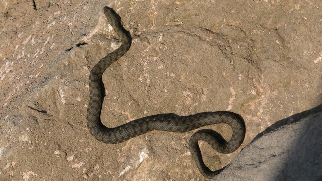 biscia tassellata