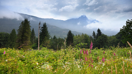 Wild flowers and mountain peak in North Cascades national park © SNEHIT PHOTO