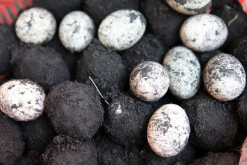 Salted Duck's Eggs for sale in Ho Chi minh City (Saigon) Vietnam