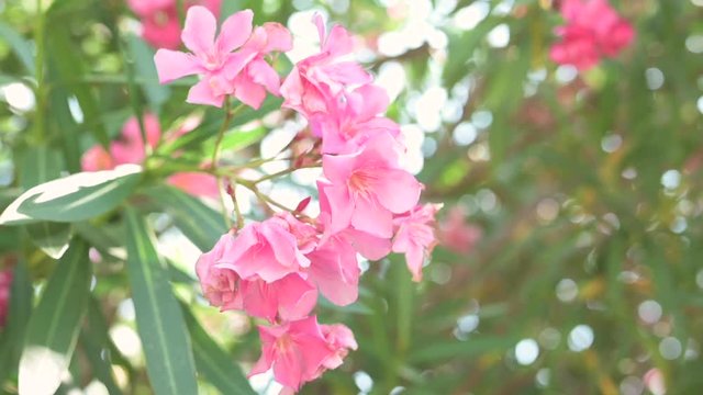 Slow-motion video of some beautiful pink flowers moved by wind. The Alcea rosea (or Malvarosa) is an ornamental plant of the Malvacee family.