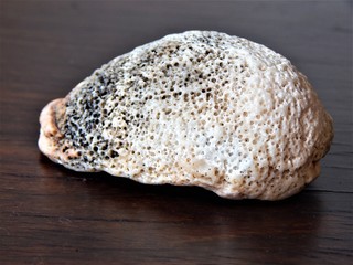 Photo of a shell taken ain a Brazil house.