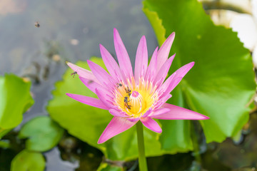 Bees are eating lotus pollen in the morning.