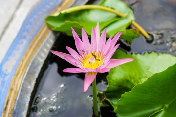 Bees are eating lotus pollen in the morning.