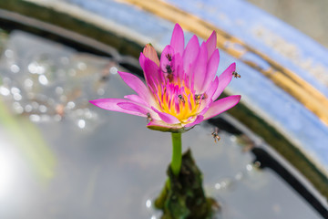 Bees are eating lotus pollen in the morning.