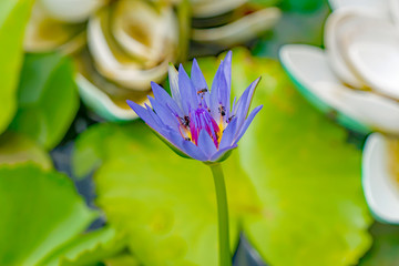 Bees are eating lotus pollen in the morning.