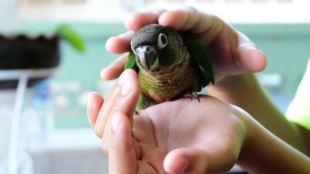 The boy is stroking the baby parrot head with love.