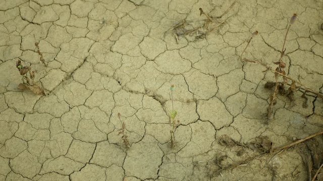 Drought field land with poppy leaves Papaver poppyhead, drying up soil cracked, drying up the soil cracked, climate change, environmental disaster and earth cracks, dry death for plants