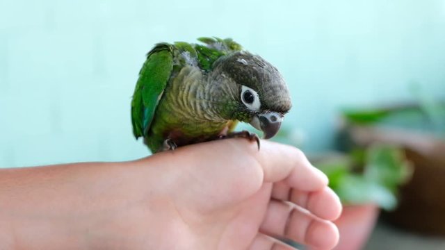 Green baby parrot on the boy hand