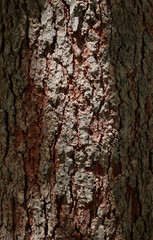 Close-up view bark in the shade and light