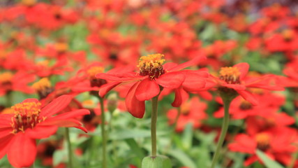 Close-up cosmos flowers in Thailand gardens