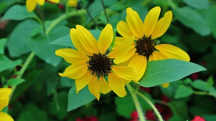 Closeup of Coneflower Orange, dark bloom or plant Rudbeckia fulgida