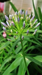 Fototapeta premium Pink Agapanthus flowers in Asian flower gardens