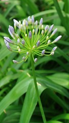 Obraz premium Pink Agapanthus flowers in Asian flower gardens