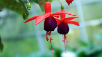 Fuchsia red and purple in the garden