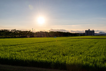 Paddy fields two months after transplanting in Sanda, Hyogo, Japan