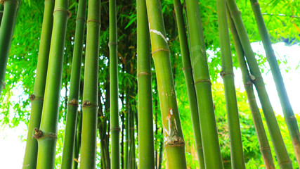 Obraz premium Landscape of bamboo trees in tropical rainforests Thailand