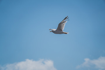 Seagulls around the ferry from south greece to Thassos island