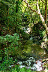 Fototapeta na wymiar Hiking trail along Minoh river for Minoh falls