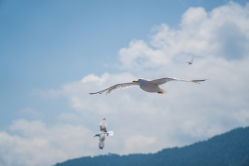 Seagulls around the ferry from south greece to Thassos island