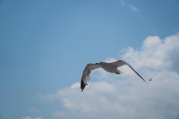 Seagulls around the ferry from south greece to Thassos island