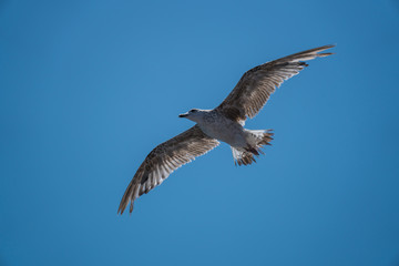 Seagulls around the ferry from south greece to Thassos island
