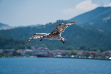 Seagulls around the ferry from south greece to Thassos island