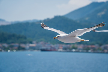 Seagulls around the ferry from south greece to Thassos island