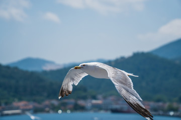 Fototapeta premium Seagulls around the ferry from south greece to Thassos island