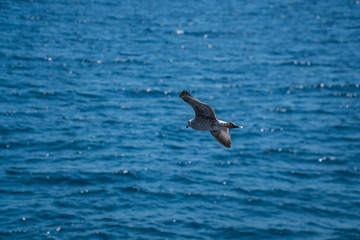 Seagulls around the ferry from south greece to Thassos island