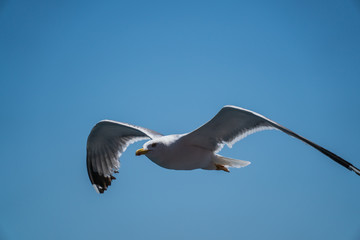 Seagulls around the ferry from south greece to Thassos island