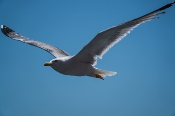 Seagulls around the ferry from south greece to Thassos island