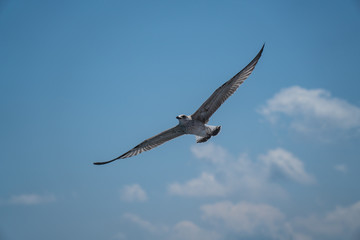 Seagulls around the ferry from south greece to Thassos island