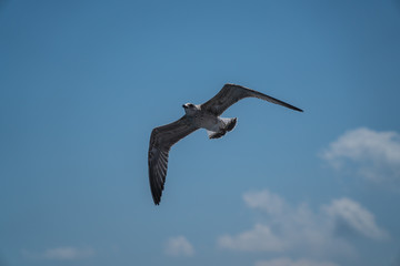 Seagulls around the ferry from south greece to Thassos island