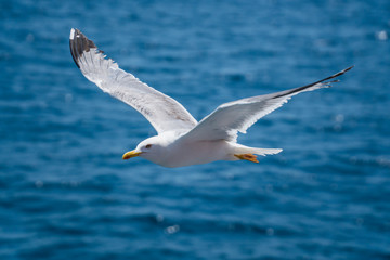 Seagulls around the ferry from south greece to Thassos island