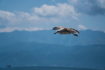 Seagulls around the ferry from south greece to Thassos island