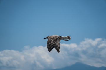 Obraz premium Seagulls around the ferry from south greece to Thassos island